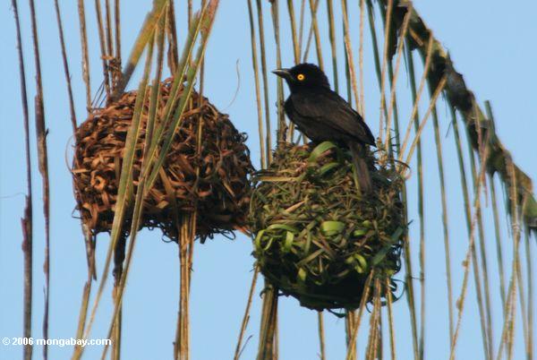 Vieillots schwarzer Weber (Ploceus nigerrimus nigerrimus) arbeitend auf einem Nest