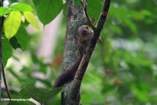 Esquilo da floresta em Gabon