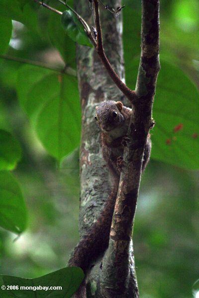 Waldeichhörnchen im tropischen Dschungel von Gabun
