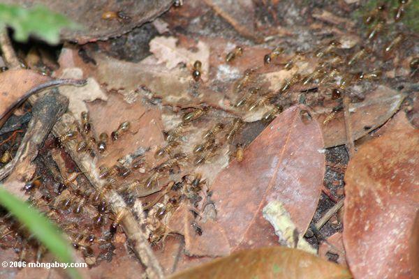 Termiten, die über Waldfußboden Loango