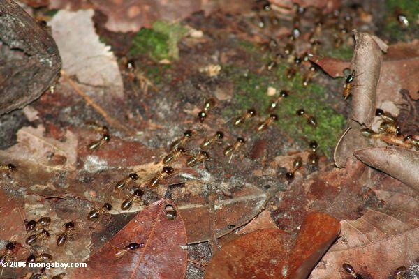 Linien der Termiten, die über Waldfußboden Loango
