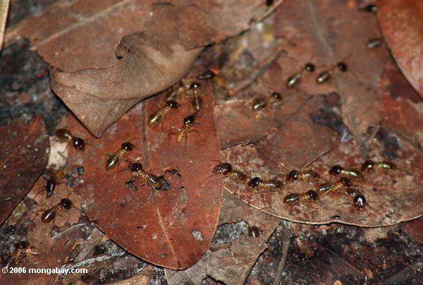 Termiten in der Waldblattsänfte