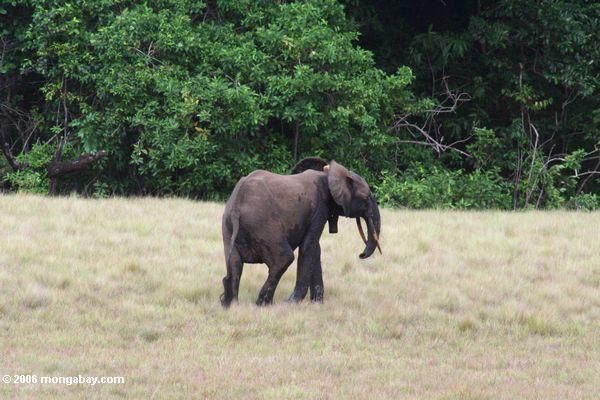 Waldelefant auf der Savanne