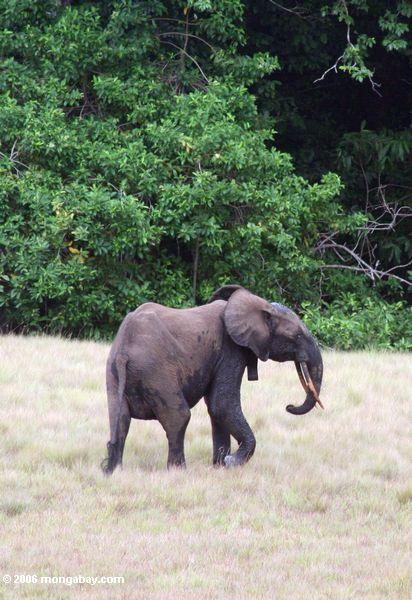 Waldelefant auf der Savanne in Loango