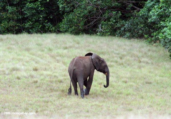 Waldelefant auf der geöffneten Savanne in Gabun