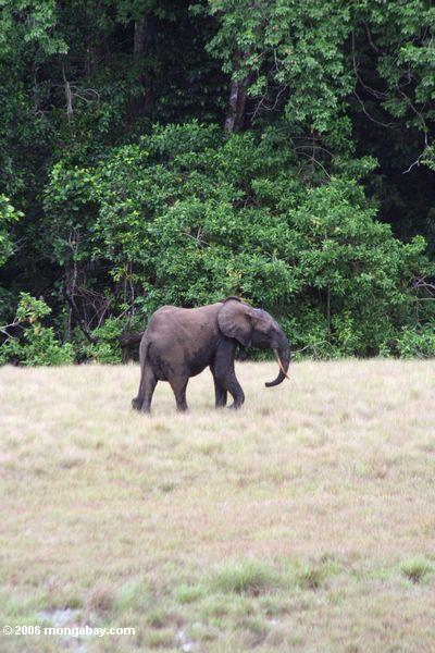Waldelefant auf der Savanne in Gabun