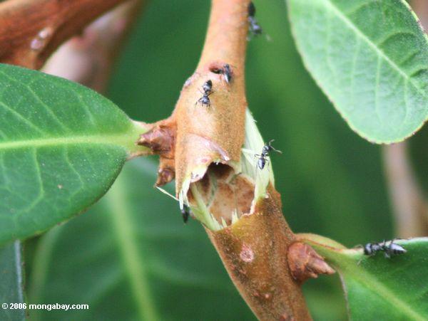 Ameisen, die Wirt Baum vor Beschädigung Loango