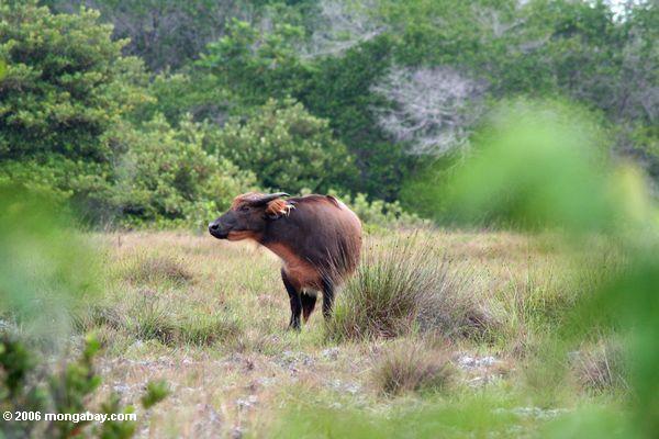Waldbüffel (Syncerus caffer nanus) Loango im Nationalpark, Gabun