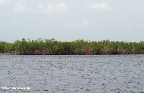 Mangroven in Loango Mündung