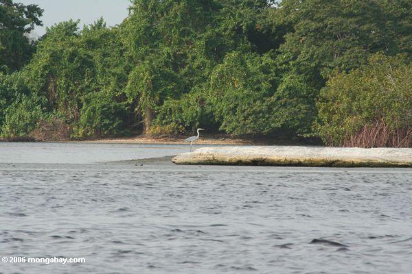 Heron na lagoa de Loango esuary em Gabon