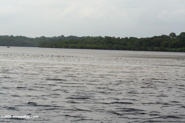 ロアンゴ河口には多くの鳥