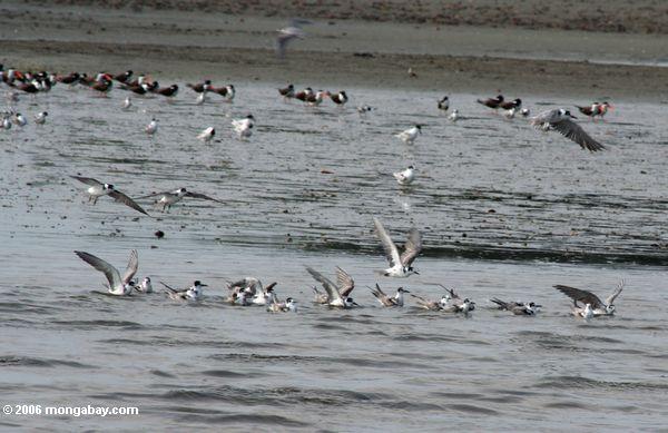 Menge der weißen und grauen Vögel in Loango Mündung