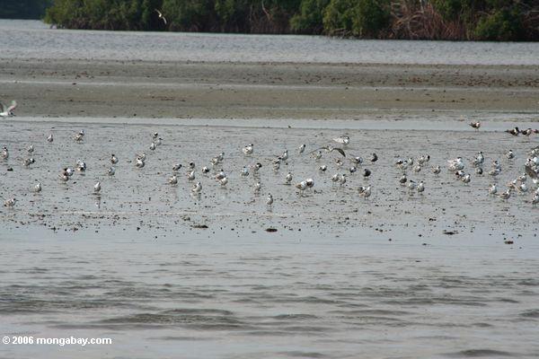 ロアンゴ河口の白と灰色の鳥の群れ