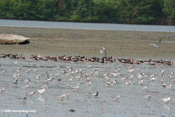 ロアンゴ河口の白と灰色の鳥の群れ