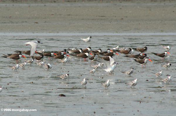 Menge der weißen und grauen Vögel in Loango Mündung