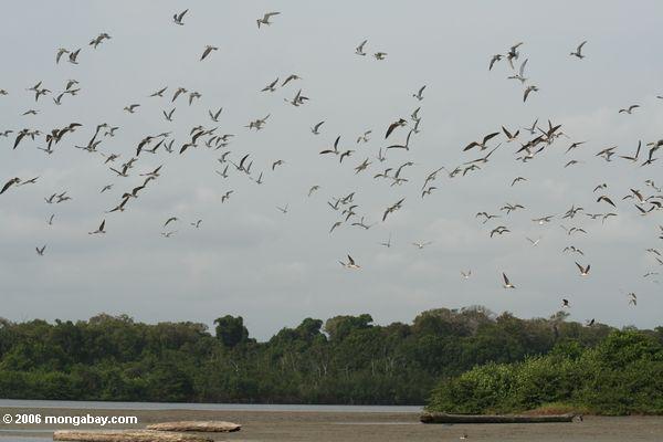 Viele Vögel im Flug in der Loango Mündung