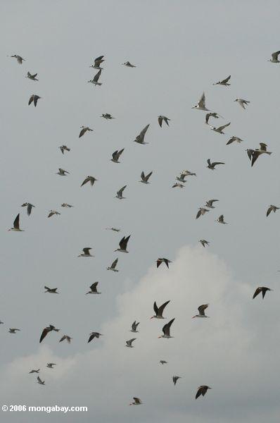 многие птицы в полете, в устье loango