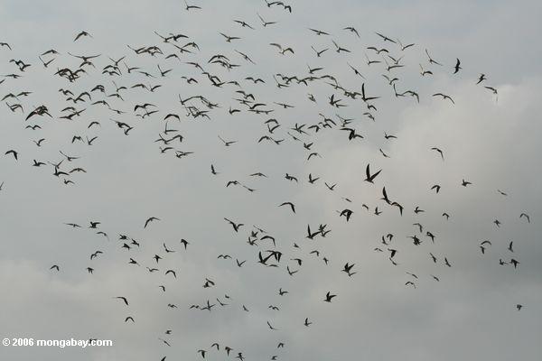 ロアンゴ河口では、飛行には多くの鳥