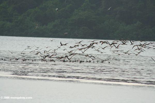 Skimmers africanos (flavirostris de Rynchops) na lagoa de Iguela