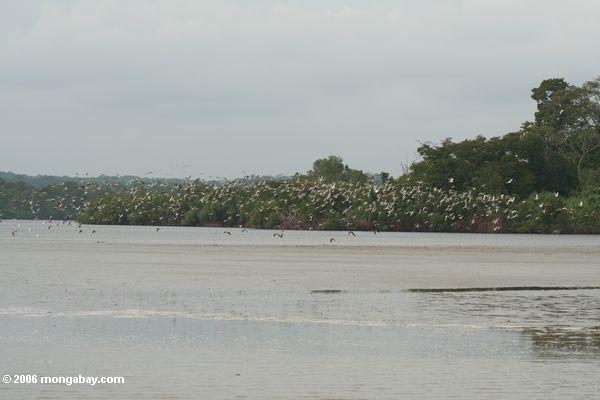 Viele Vögel im Flug in der Loango Mündung