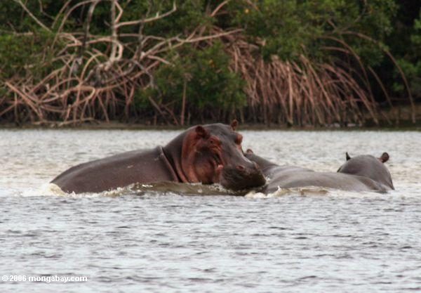 hippos на iguela