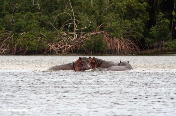 Flußpferde in der Loango Mündung