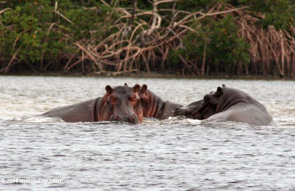 Flußpferde (Hippopotamus amphibius) in der Loango Flußmündung