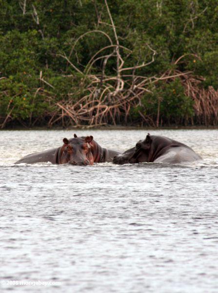 hippos в iguela лагуна