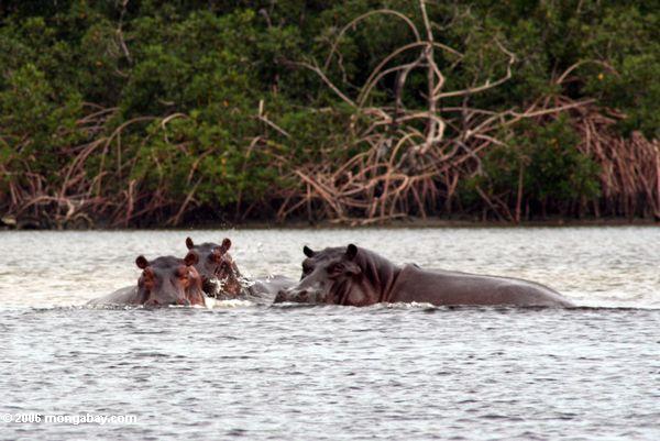 Hippopotami (Hippopotamus amphibius) in der Loango Flußmündung