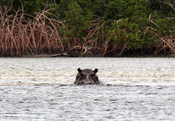 Hippopotamus (Hippopotamus amphibius) in der Loango Mündung