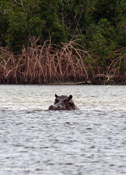 Flußpferd in der Loango Mündung