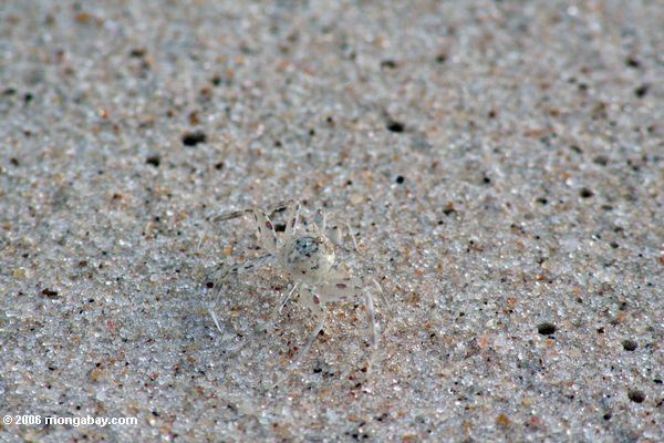 Kannst du die transparente Krabbe auf dem Sandhintergrund finden?