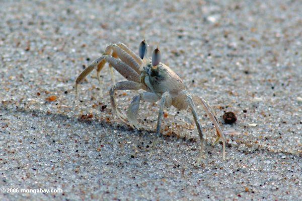 Atlantische Geist-Krabbe in Gabun