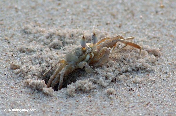 Atlantische Geist-Krabbe, Ocypode quadrata, tauchend von einer Bohrung