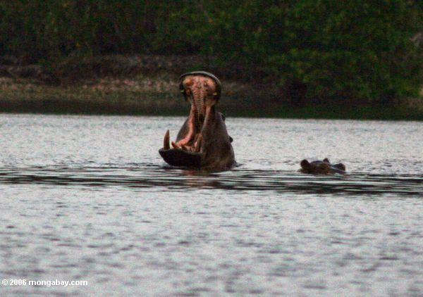 Flußpferd, das seine Zähne bei Iguela in einer Lagune einfaßt Loango Nationalpark in Gabun Pint