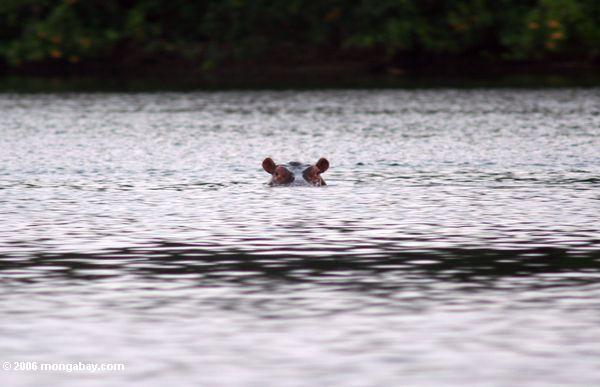 Flußpferd, das aus dem Wasser in Iguela Lagune Mpivie-Str.