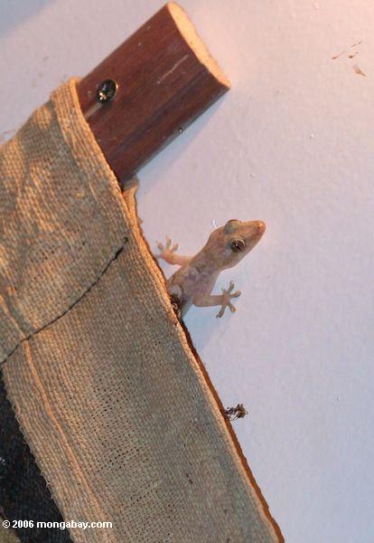 Gabonese Haus Gecko