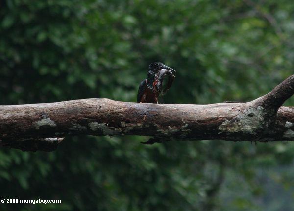Riesiges kingfisher, das einen Wels ißt, während Sie auf einer Niederlassung Mpivie-Str.