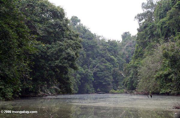 Forêt tropicale le long du fleuve de Mpivie au Gabon