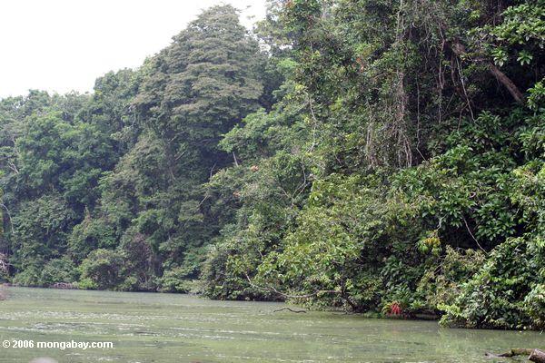 Regenwald entlang der Mpivie Fluß