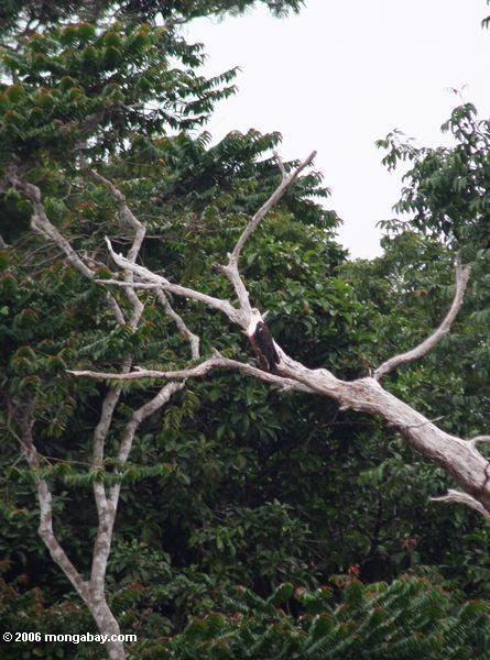Afrikanischer Fischadler (Haliaeetus vocifer) hockte in einem toten Baum über dem Mpivie Fluß in Gabun