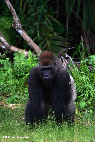 Erwachsener silberback Gorilla