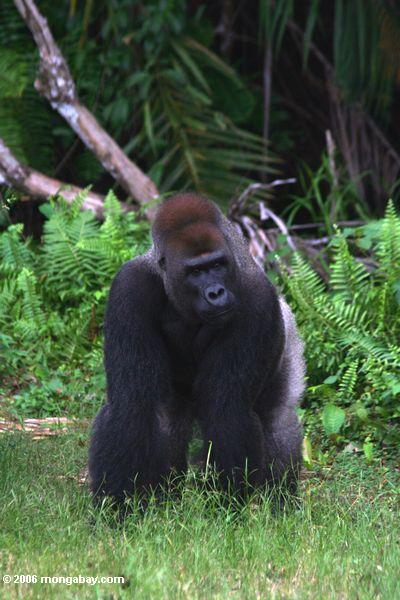 Männliche Evengue-Gorillas Gorilla