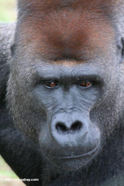 Ende herauf den Kopf geschossen von den silverback Gorillas