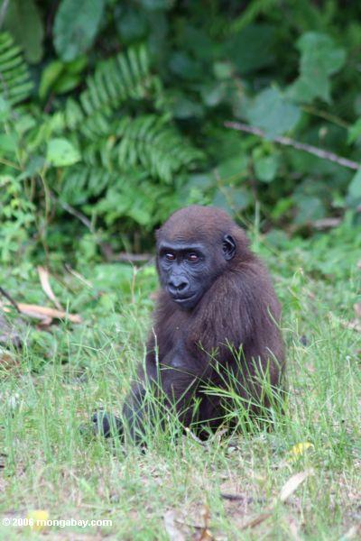 Junger männlicher Gorilla, der in den Gras Evengue-Gorillas