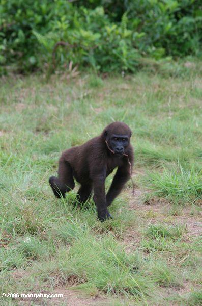 Junger männlicher Gorilla mit Stock in seinen öffnung