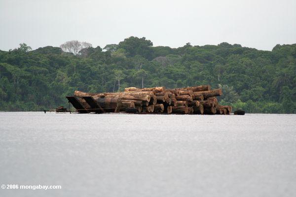 Rainforest Bauholz transportiert in Lagune nahe Loango Nationalpark in Gabun