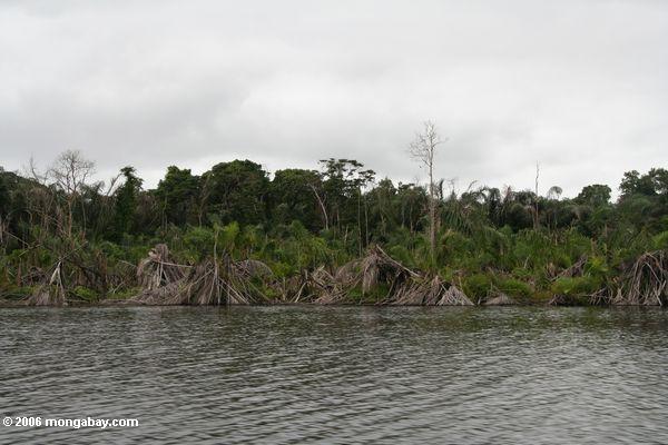 Swampy Palme Wald in der Lagune