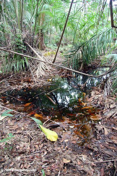 Blackwater Sumpf im Palme Wald