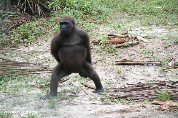 Tanzende Gorilla (Teil 2)